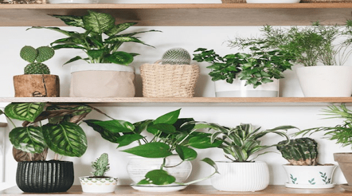 Know More About Your House Plants Through Meristems and Permanent tissues 